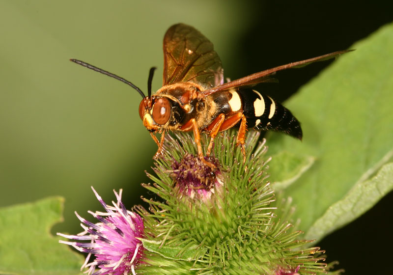 Apoid Wasps Apoidea Traditional Sphecidae Sphecius Speciosus